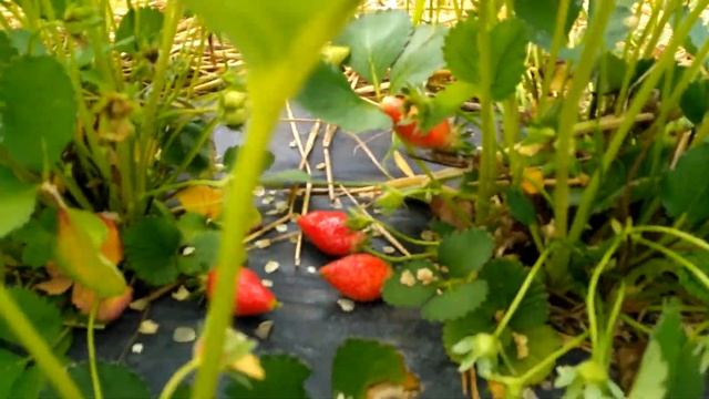 Ранняя ЭКО Ягода сорт Прими. смотреть онлайн