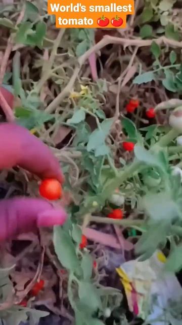 world's smallest tomato 🍅 #instagram #dance #boardexam #viralvideo #funny #trendingreels #ytshorts смотреть онлайн