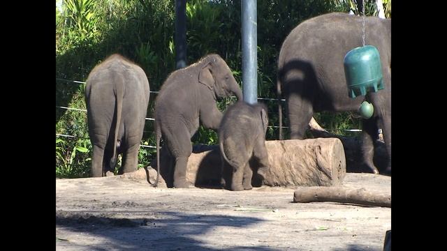 Taronga's elephant calf 'Pathi Harn' Turns Three Months Old смотреть онлайн