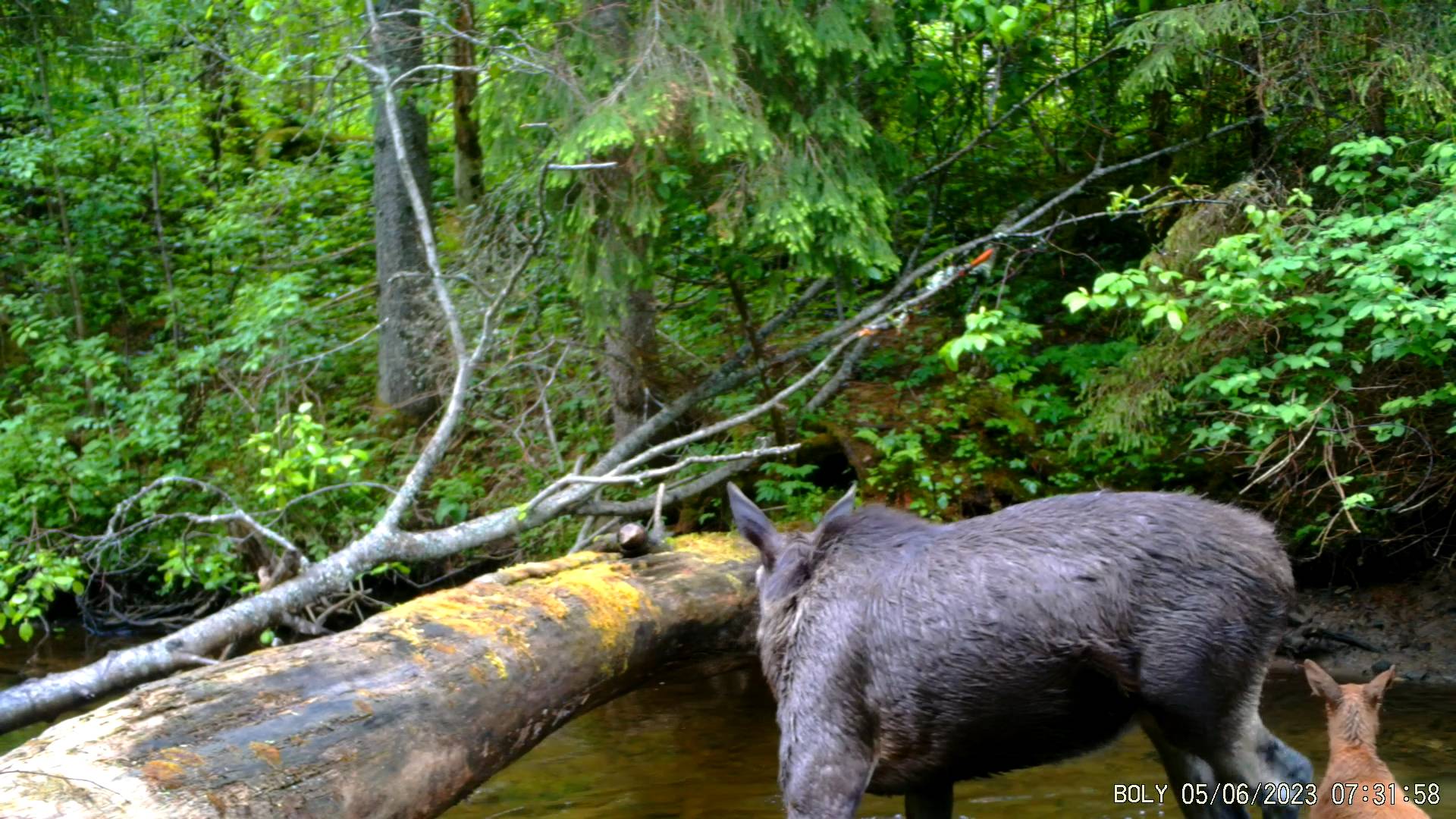 Лосиха с лосёнком.