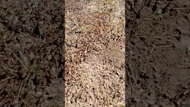 Красно-чорные муравьи и их муравейник они только вчера заселились. смотреть онлайн