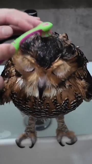 Как правильно мыть свою сову, если она плохо пахнет. смотреть онлайн