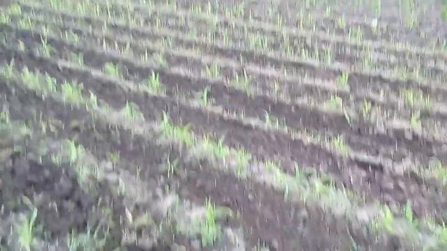 Обробка кукурудзи плужком міжрядного обробітку. смотреть онлайн