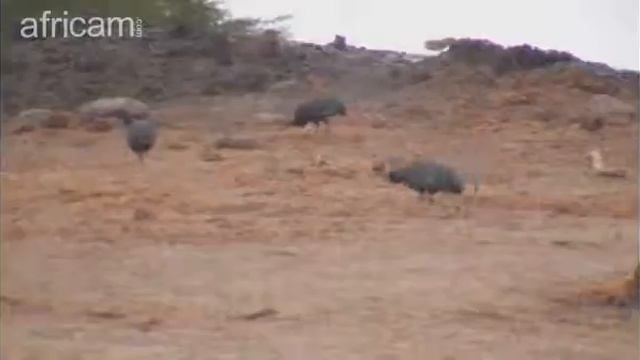 SouthAfricaTembeElephantParkWaterhole 11 Nov 2015 Crested Guineafowl смотреть онлайн