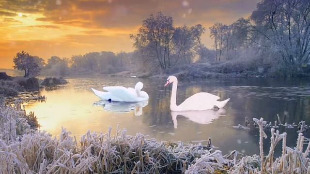 Лебеди на зимнем озере