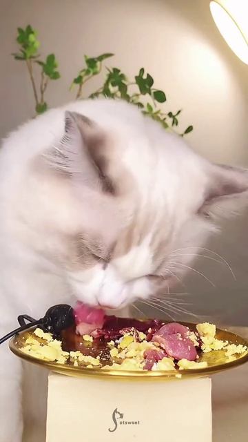 Did You Know That It’s Easy To Set Up An Optimal Living Space For Your Kitten?