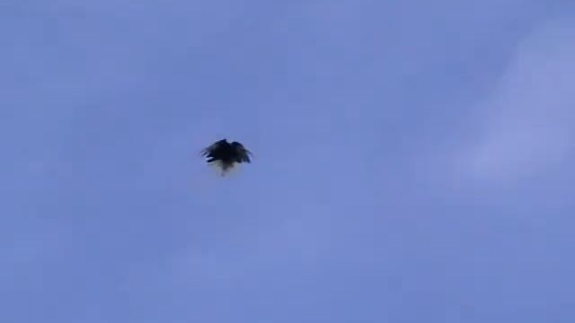 СВГ Леонов С.А. 5.01.2024.(Ролик 1)