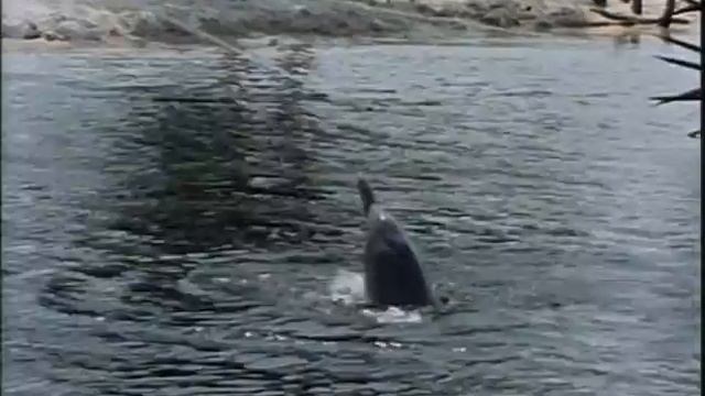 03 1983 Зачарованная река