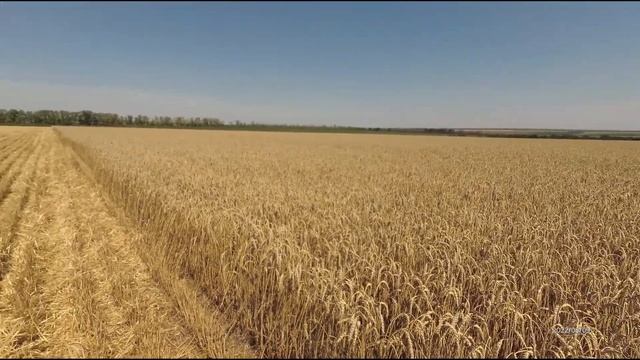Уборка озимой пшеницы 2022 г. Итоги. смотреть онлайн