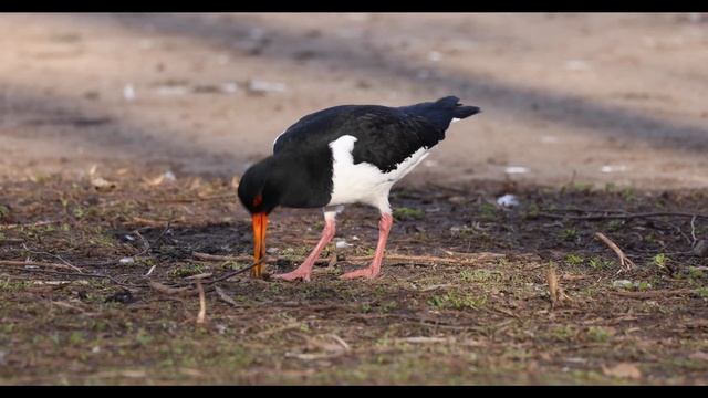 Oystercatcher "Haematopus ostralegus" смотреть онлайн