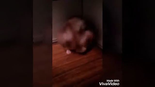 Прикол с хомячком смотреть онлайн