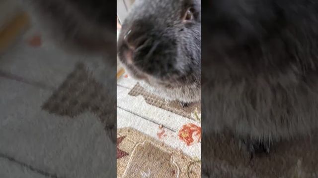 Кролик 🐇 кушает 🍉 арбуз смотреть онлайн