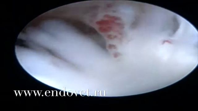 РОХ медиального мыщелка плечевой кости у собаки, артроскопия смотреть онлайн