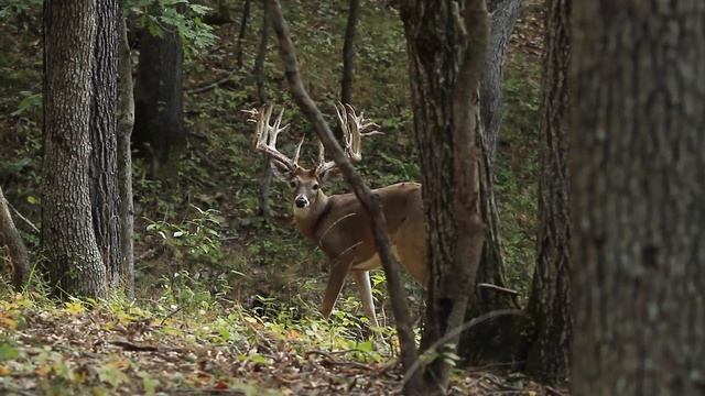 240+ Inch Whitetail Buck смотреть онлайн