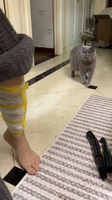 Кот заметил что хозяину с больной ногой стали уделять больше внимания, и решил воспользоваться этим смотреть онлайн