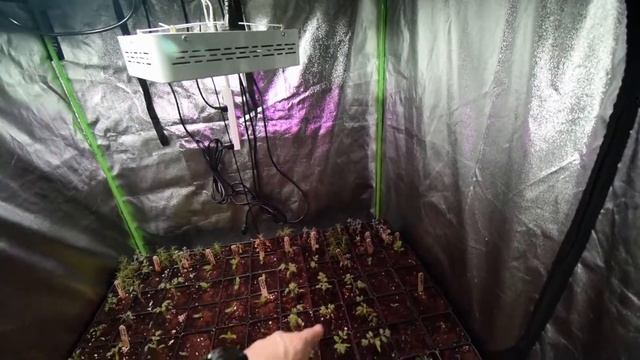 Midsize grow tent update 2019 week 12 смотреть онлайн