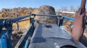 Ферма золотой бычок