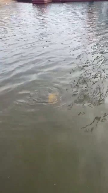 Рыб ловится, сазанчик на удочку #рыбалка #fishing #карась #рыбалканаамуре смотреть онлайн