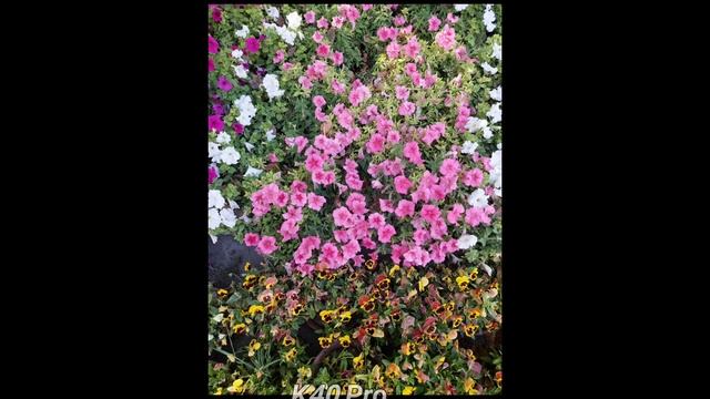 Realme 8 Pro Vs Redmi K40 Pro | Night Mode | Camera Test