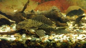 Сом анциструс /сом Птеригоплихт /сом Таракатум