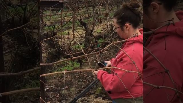 Campagnola, ”STARK M” cordless hand Pruner in the vineyard смотреть онлайн