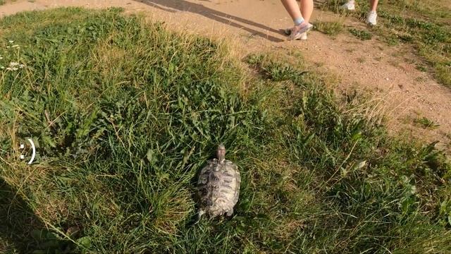 Прогулка красноухой Глаши🐢Минск, июль 2021 смотреть онлайн