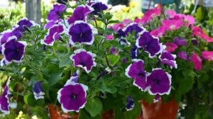 Уличные цветы