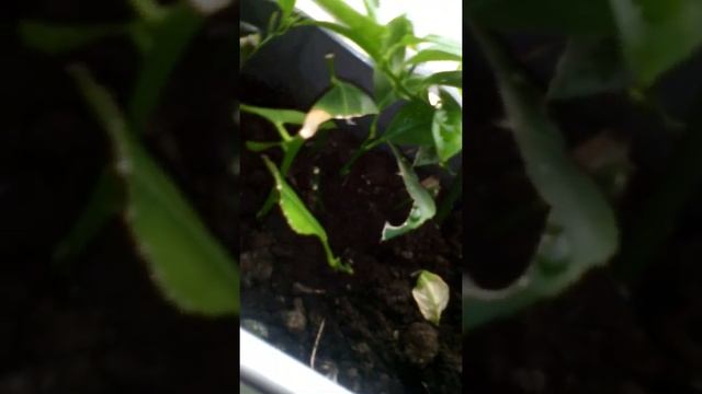 Мой сад. смотреть онлайн
