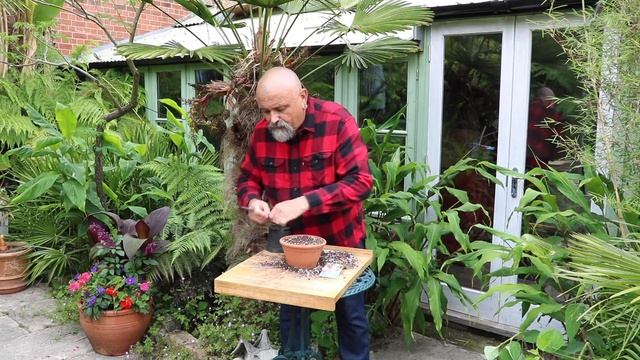 How To Sow Foxglove Seeds