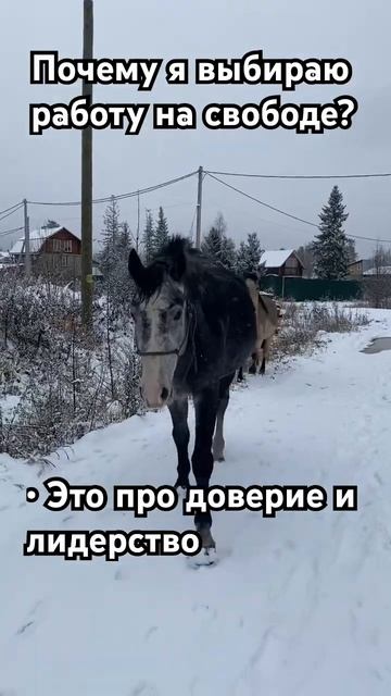 Работа на свободе #лошади #horses #equestrian #жеребята #horsemanship #верховая_езда #foal #природа смотреть онлайн