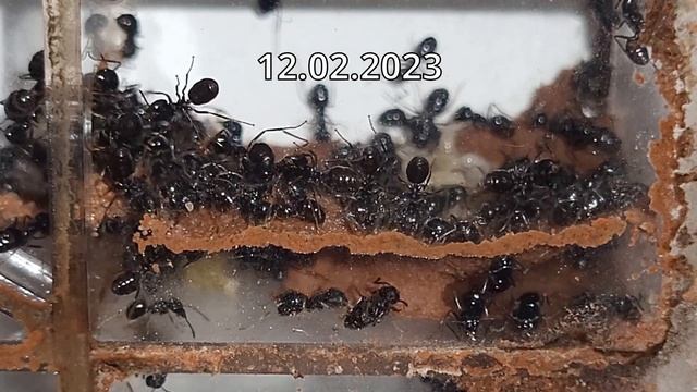 Lasius fuliginosus building clay structure смотреть онлайн