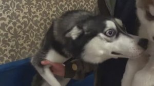 РЕАКЦИЯ Хаски на щенка _НОВЫЙ ПИТОМЕЦ _ Сибирский Хаски Джесси