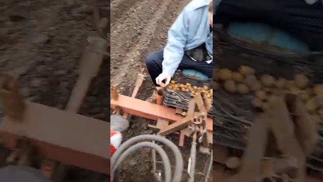 Шифенг 244. Самодельная картофелесожалка . смотреть онлайн