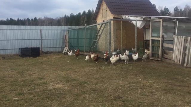 Ваня работает пастухом смотреть онлайн