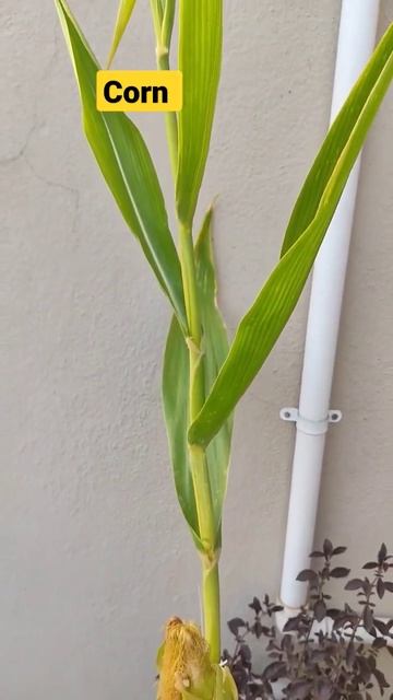 Corn Plant Grown In Small Thermocol Box |#shorts #corn #terracegarden #kakinada #organicgardening смотреть онлайн