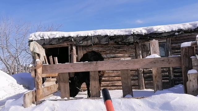 Будни Деревенщины в Сибири радости и разочарования смотреть онлайн