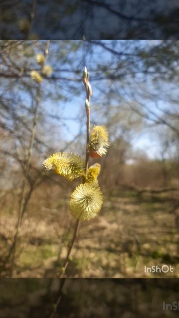 Цветущая ива.mp4 смотреть онлайн