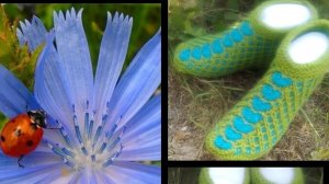 48.МК# " ЦИКОРИЙ"# ТАПОЧКИ-СЛЕДОЧКИ #НА ДВУХ СПИЦАХ БЕЗ ШВОВ #