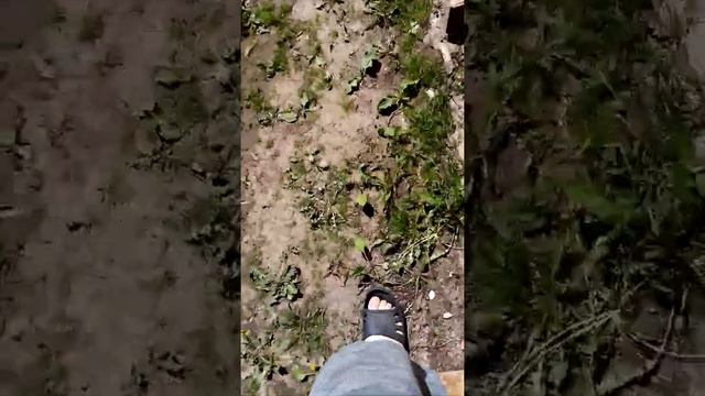 Моменты в реале #3 животные и рыбы очень злые) смотреть онлайн