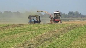 Комбайны Гомсельмаш(УЭС-250,УЭС-280) работают на кормах в "Гиганте"