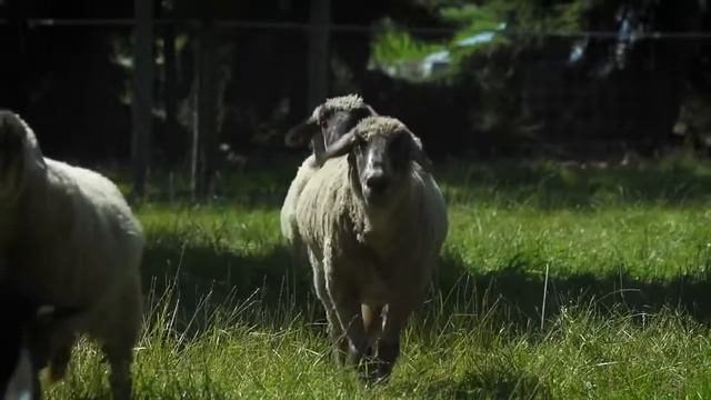 Немецкая ферма