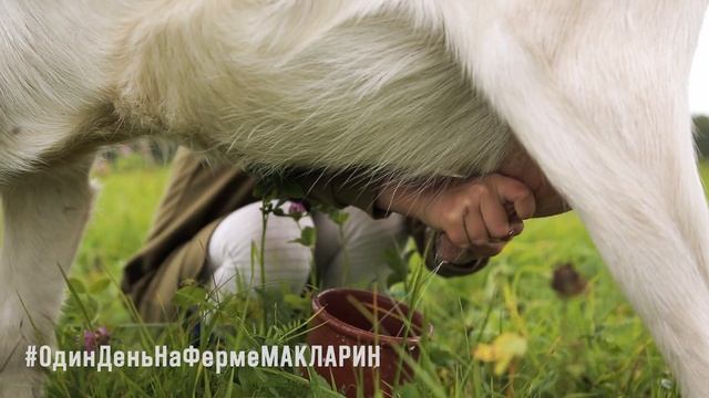 Один день на ферме МАКЛАРИН смотреть онлайн