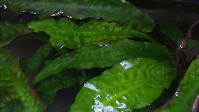 Cryptocoryne Usteriana (クリプトコリネ　ウステリアーナ)