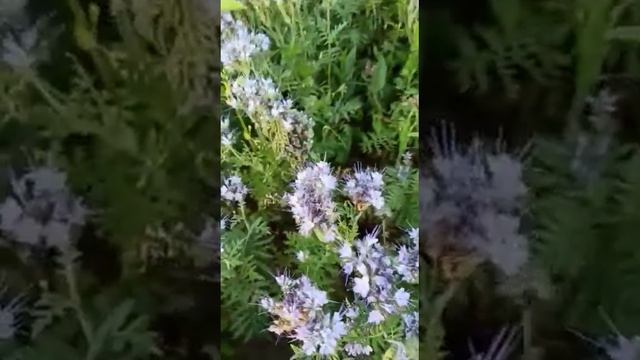 нектар и пчёлы. смотреть онлайн