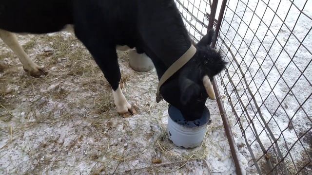 Потеплело, прогулка. Разговорчивая Дымка и Мелисса--ЛЮБОФФ😂 смотреть онлайн