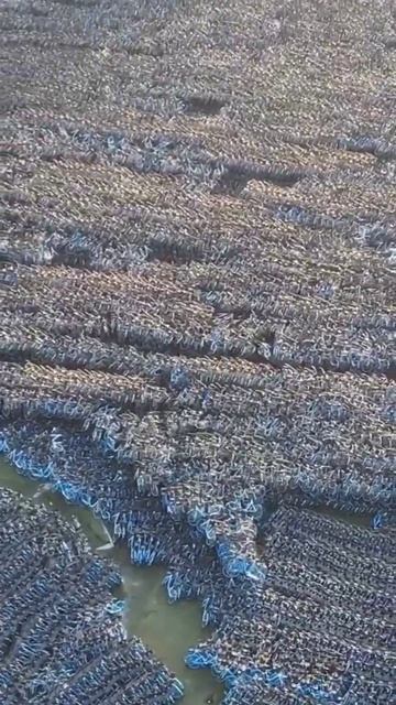 Гигантское кладбище велосипедов в Китае. Поматросили и бросили (с)