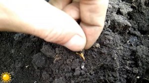 Посев ячменя. Весна пришла