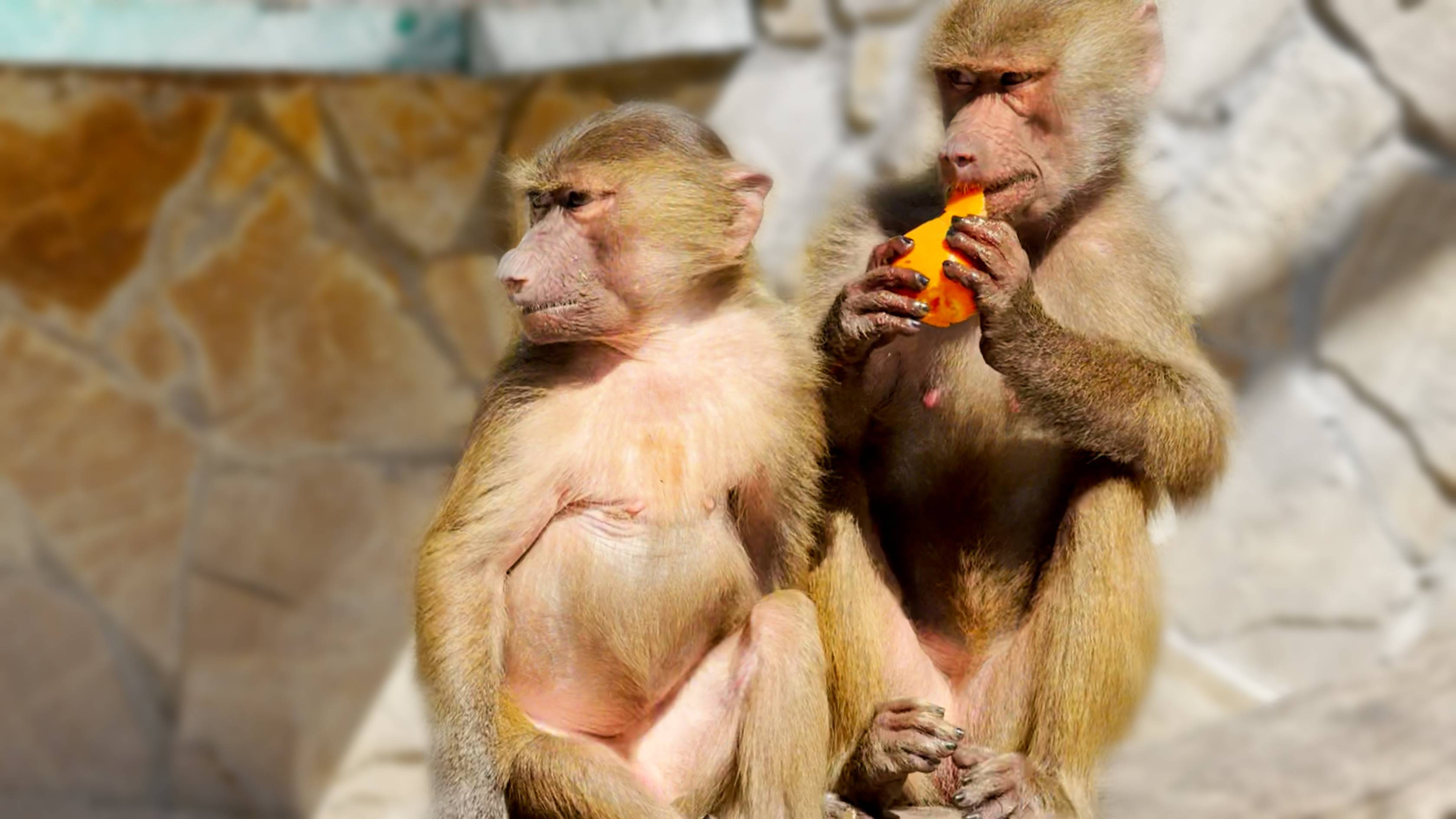 Скандальная Люськина стая! Дзен умирает, а кому-то не спится без жалоб! Где еще можно смотреть видео смотреть онлайн