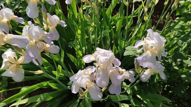Зацвели, запархали Ирисы смотреть онлайн