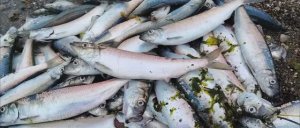 Селёдка попёрла! Город Корсаков. Гуляем, нерест  сельди на Сахалине. РЫБАЛКА В МОРЕ